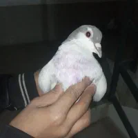 کفتر|پرنده|وحیدیه, |دیوار