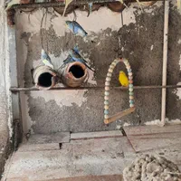 بالغ جفتی ۴۵۰۰۰۰ ...جوجه یکماه جفتی ۲۰۰۰۰۰|پرنده|گرگان, |دیوار