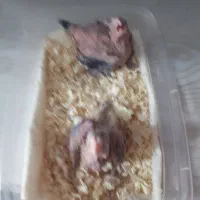 جوجه عروس