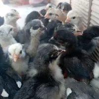 جوجه ریشی محلی اصل گلین  کاکلی