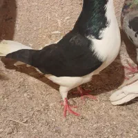 راست و خوشرنگ|پرنده|اقبالیه, |دیوار