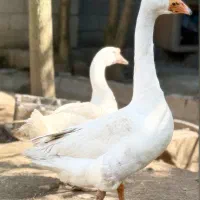 جفت قوغاز اوکراینی اصیل