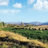 1-هکتار-زمین-آبی-در-عبدآباد-با-آب-کافی-جهت-اجاره