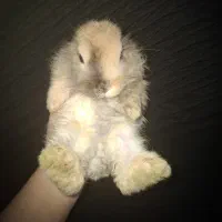 خرگوش های لوپ جرسی و لوپ آنگورا|موش و خرگوش|قم, جهان بینی|دیوار