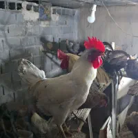 تعداد ۳۵ عدد مرغ و خروس و نیمچه مرغ  بفروش می رسند|حیوانات مزرعه|اهواز, گلستان|دیوار