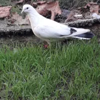 کبوتر|پرنده|آستانه اشرفیه, |دیوار