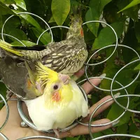 جوجه عروس هلندی در رنگ های مختلف