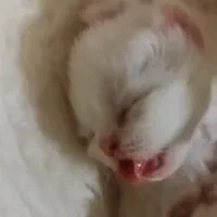 گربه برتیش|گربه|کرج, فاز ۱ مهرشهر|دیوار