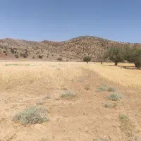 نیازمند چوپان