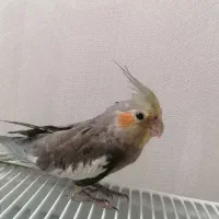 عروس هلندی نر سه ماه