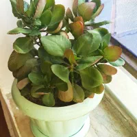 گل‌ طبیعی  پتوس قاشقی|گل و گیاه طبیعی|کوهدشت, |دیوار