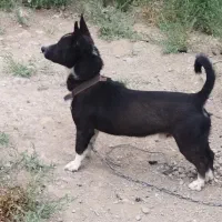 پاکوتاه سرابی