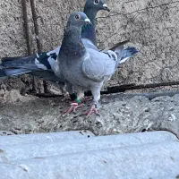 پلاکی|پرنده|بیرجند, |دیوار