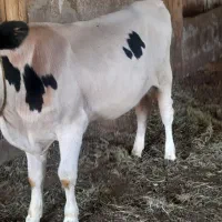 گوساله نر