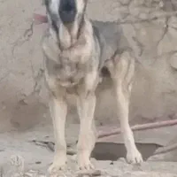 سگ سرابی