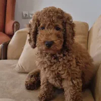 پودل ۴ ماه  جای جیش بلده