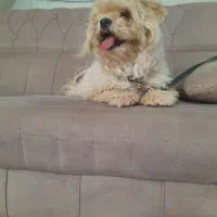 سگ شیتزوسوپر فلت