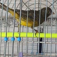 قناری نر بخوان