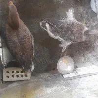غاز