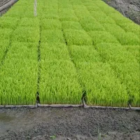فروش توم نشا هاشمی