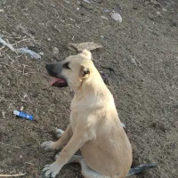 فروشی|سگ|جلگه رخ, |دیوار