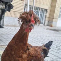مرغ تخم گذار مشکی و یک کاکلی قهوه ای ۳ عدد باهم