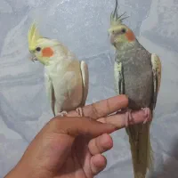 ۱جفت عروس هلندی|پرنده|اهر, |دیوار