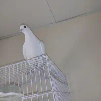 کبوتر رنگ زیادموردنداره