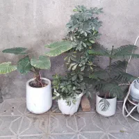 سه عدد گل فروشی
