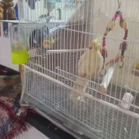 عروس هلندی سخنگو|پرنده|زبرخان, |دیوار