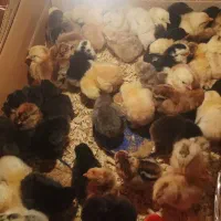 جوجه محلی چهل تاج کاکلی پاپر و گردن لخت|حیوانات مزرعه|شریف‌آباد, |دیوار