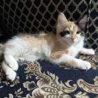 گربه گم شده