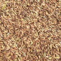 چلتوک شلب خشک شده.