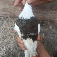 یک عدد طوقی شکلاتی نر
