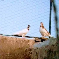 کبوتر|پرنده|زاهدان, |دیوار