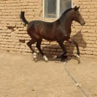 کره مادیان کرد