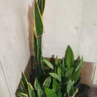 فروش گلدان های آپارتمانی و باغچه