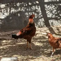 خروس|حیوانات مزرعه|میمند, |دیوار