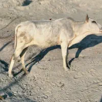 فروش گاو ماده در سیریک|حیوانات مزرعه|سیریک, |دیوار