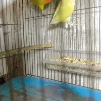 طوطی و عروس پاریس