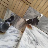 کبوتر مسافتی|پرنده|مشهد, قائم|دیوار