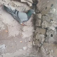 کبوتر نرقلدور|پرنده|تایباد, |دیوار
