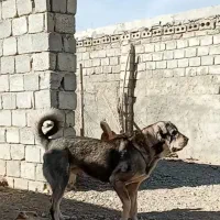 سگ عراقی