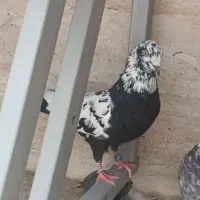 کفتر نر