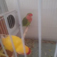 کوتوله معاوضه با عروس هلندی تعداد