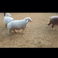 بره