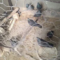 اصفهانی .کبوتر .کفتر .اصفهانی