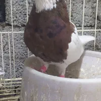 کبوتر طوقی پنج جفت|پرنده|آبپخش, |دیوار