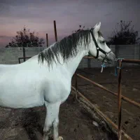 چند راس اسب نریون مادیان