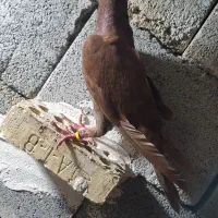 عراقی سرخ نر معاوضه